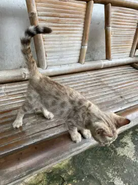 Kitten belang betina