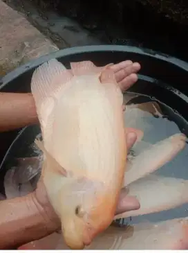 Jual indukan gurame padang