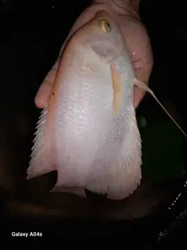 Jual ikan gurame padang