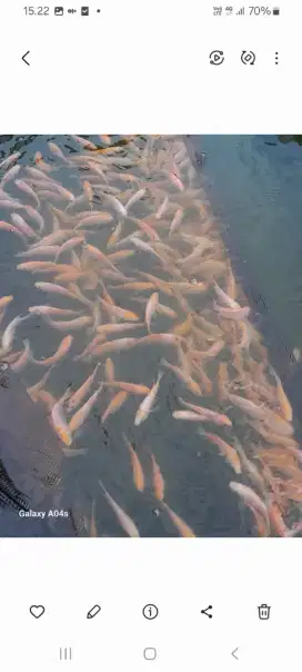 Jual ikan nila uk 2 jari