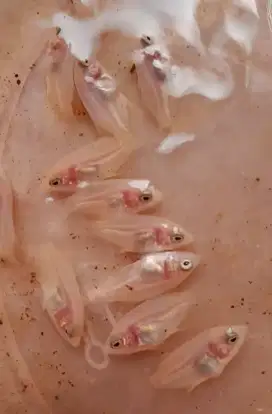 Jual bibit ikan gurame padang