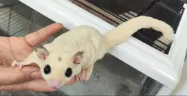 mosaic sugar glider mosaik