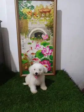 anak anjing bichon frise jantan