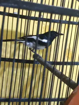 Burung kacer poci