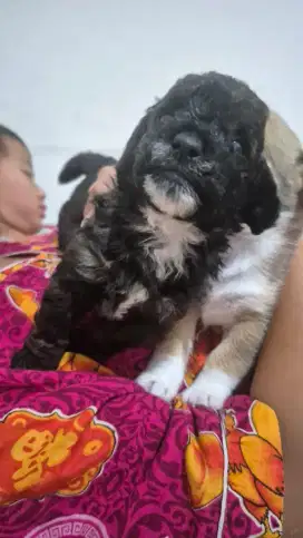 Anak Anjing lucu 2 bulan