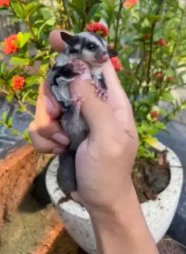 SUGAR GLIDER ADULT NO MINUS DAN JINAK