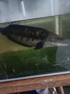 Ikan chana cana maru yellow riau