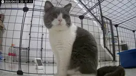 Kucing British Shorthair PED CFA