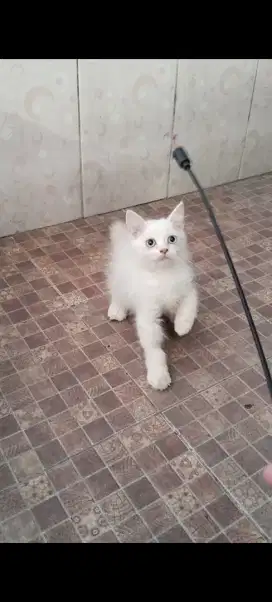 Kitten jantan persia