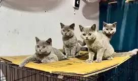 Kitten british shorthair pure