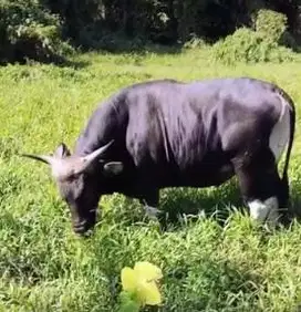 sapi bali jumbo 700kiloan UP siap kurban 2025 timbang hidup premium ok