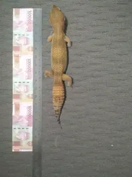Gecko Super Giant 35cm