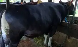 sapi bali jumboan 700kiloan monster timbang hidup siap kurban premium