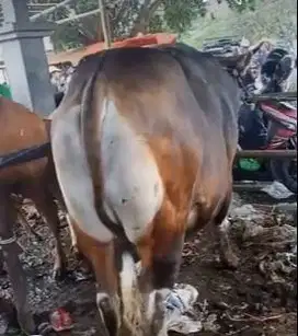 sapi bali raksasa 700kiloan timbang hidup siap kurban premium 2025 top