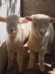 sepasang anakan domba hias merino super 4 bulanan shaun the sheep puas