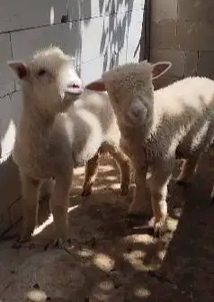 sepasang cempe domba merino 4 bulanan shaun the sheep lucu ngegemesin