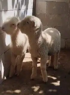sepasang cempe domba merino 4 bulanan shaun the sheep lucu ngegemesin