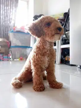 Toy Poodle Betina Stambun