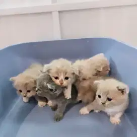 Kucing British Shorthair Scottish Fold