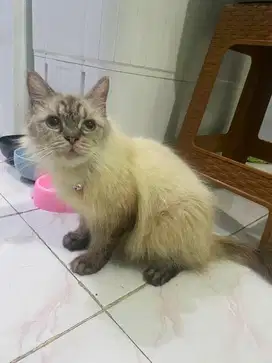 Lepas Adopt Kucing Persia Betina Sedang Hamil Besar