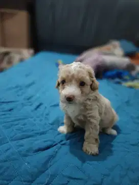 Anak anjing poodle