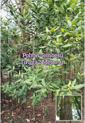 Tembesu Pohon Dongkelan Tinggi 2 Meter an