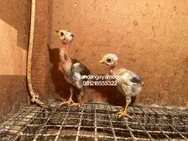 Ayam saigon umur 2-3 minggu