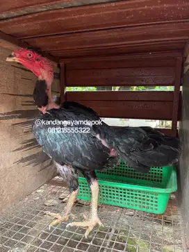 Ayam saigon betina