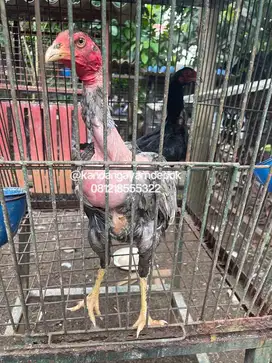Ayam saigon betina kelabu