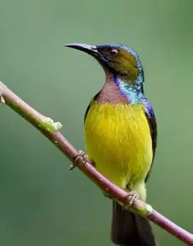Burung kolibri manggar