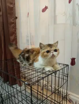 Kucing Exotic betina calon indukan