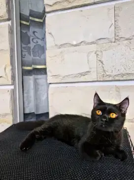 Munchkin BSH Jantan
