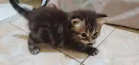 kucing ras mix norwegian x himalaya