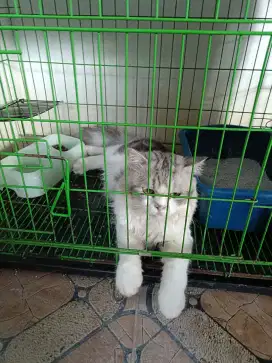 Kucing Persia Open Adopsi