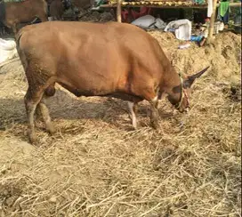 cicil 6jt/bln 3x sapi kupang 250kilo timbang hidup siap kurban 2025 ok