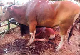 tabungan 1,5jt/bln 12x sapi kupang 250kilo siap kurban 2026 jamin puas