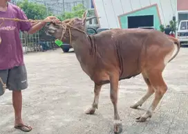 sapi kurban 19 jutaan 250kiloan siap kurban 2025 jamin manteb ekonomis