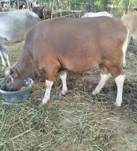sapi kupang 250kiloan siap sapi qurban 2025  murah meriah puas manteb