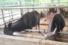 sapi kupang 250kilo siap sapi kurban 2025 murmer puas rawatan kandang