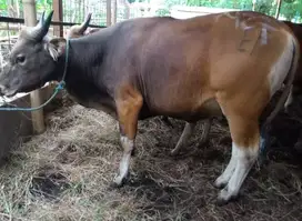 sapi bali 250kiloan siap sapi qurban 2025 murmer ok cicil 6jt/bln 3x