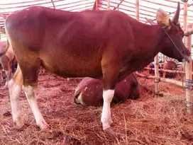 sapi bali 250kiloan siap sapi qurban 2025 murmer jamin puas manteb ok