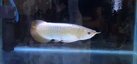 Ikan Arwana Super Red Uniqe