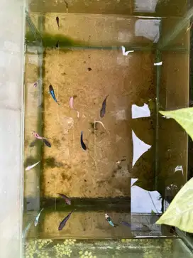 Jual ikan cupang atau ikan kelatau
