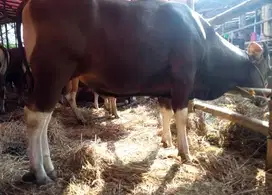 cicil 6jt/bln 3x sapi kupang 250kiloan siap sapi kurban 2025 murmer ok
