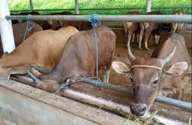 sapi kupang 250kiloan siap sapi qurban 2025 murmer ekonomisan jamin ok