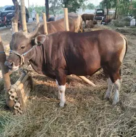 cicil 6jt/bln 3x sapi kupang 250kiloan siap sapi kurban 2025 murmer ok