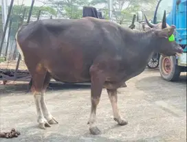 sapi kupang 250kiloan siap sapi qurban murmer 2025 ok