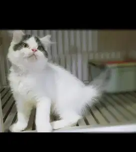 Kucing Persia jantan