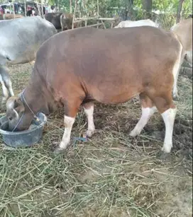 cicil 6jt/bln 3x sapi kupang 250kiloan siap sapi kurban 2025 murmer OK