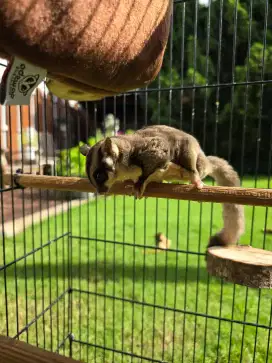 Dijual sepasang Sugar Glider + Kandang & Asesorisnya